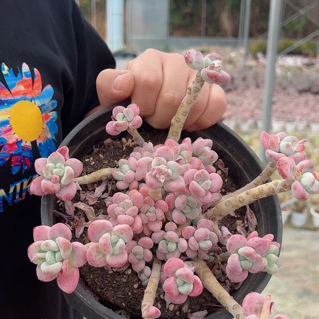 控养红洛神整桩整群大盆