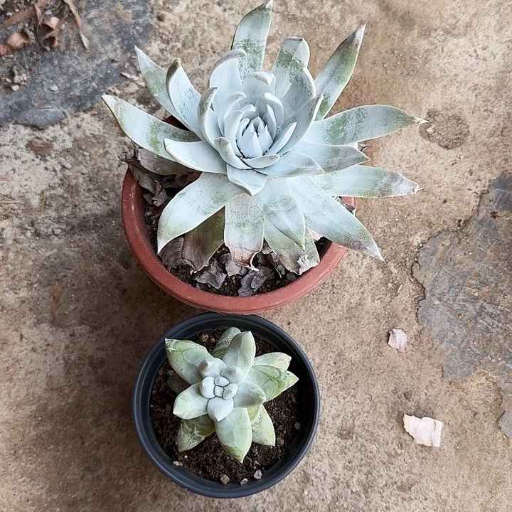 小**周多肉植物满20包邮