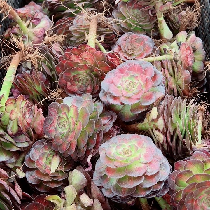 龙鳞单头多肉植物大战