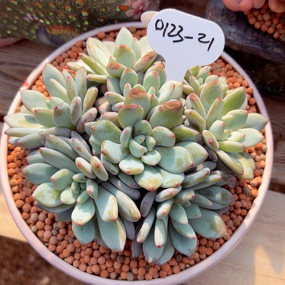 以*0123-21初夏茉莉