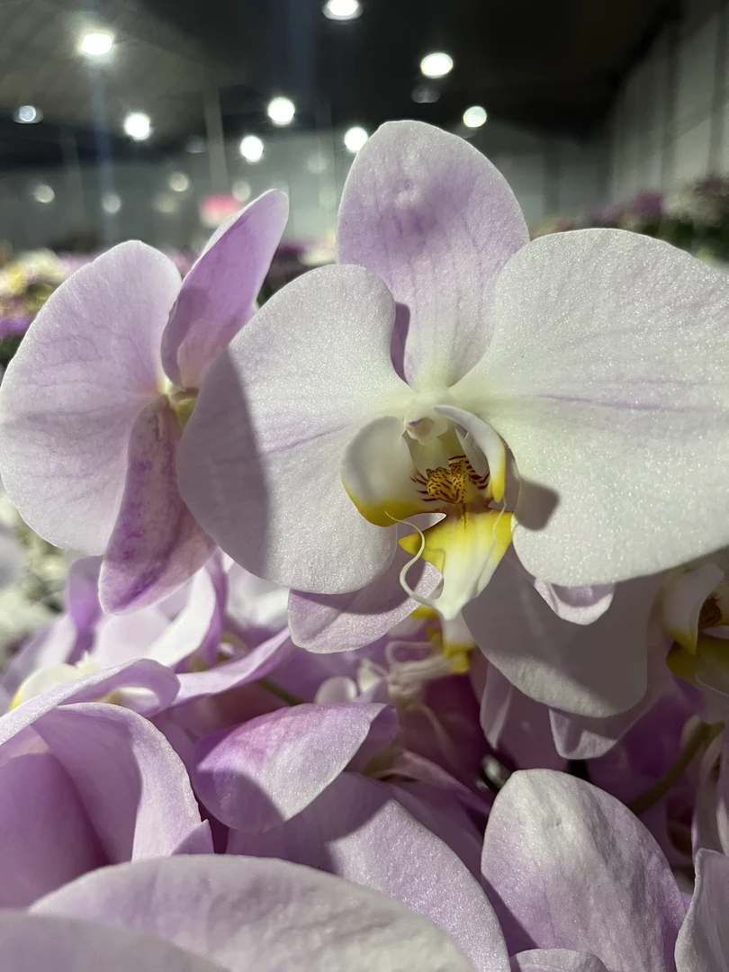 蝴蝶兰——银河  (全场两颗包邮只拍一颗发苗)