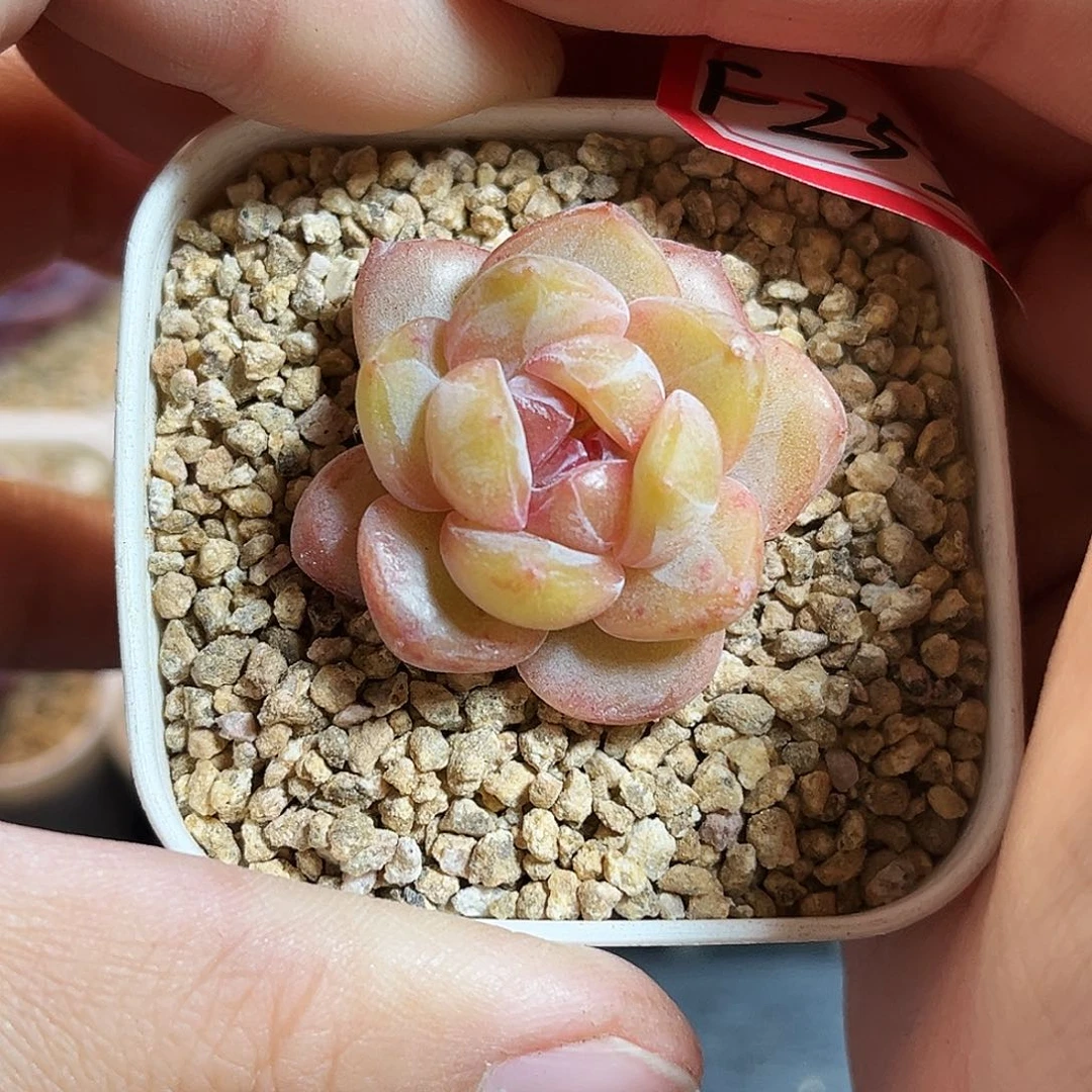 F253一物一拍 甜心