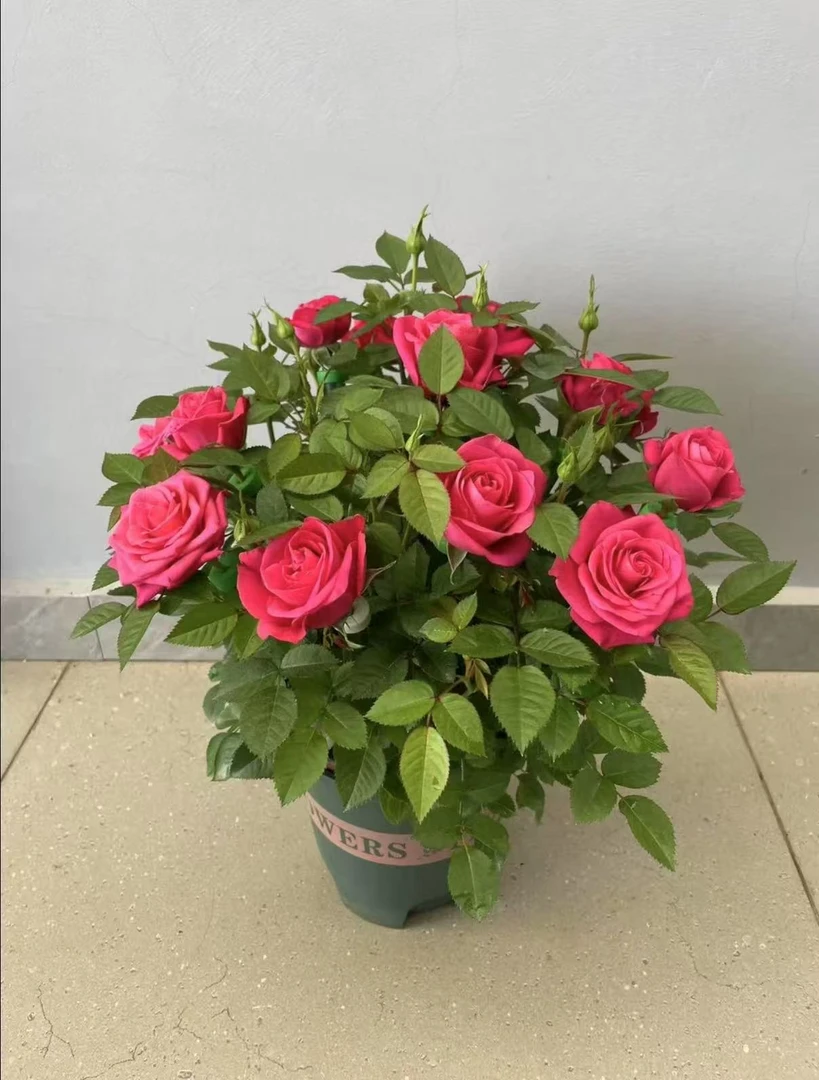 【维密花园】180盆四季开花盆栽月季室内阳台庭院花园种植花期长