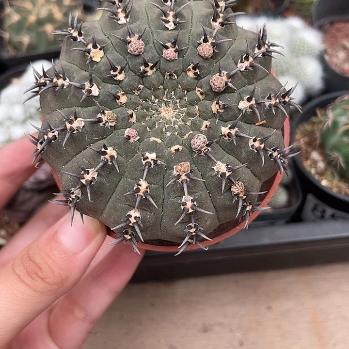 860实生凤梨仙人球植物