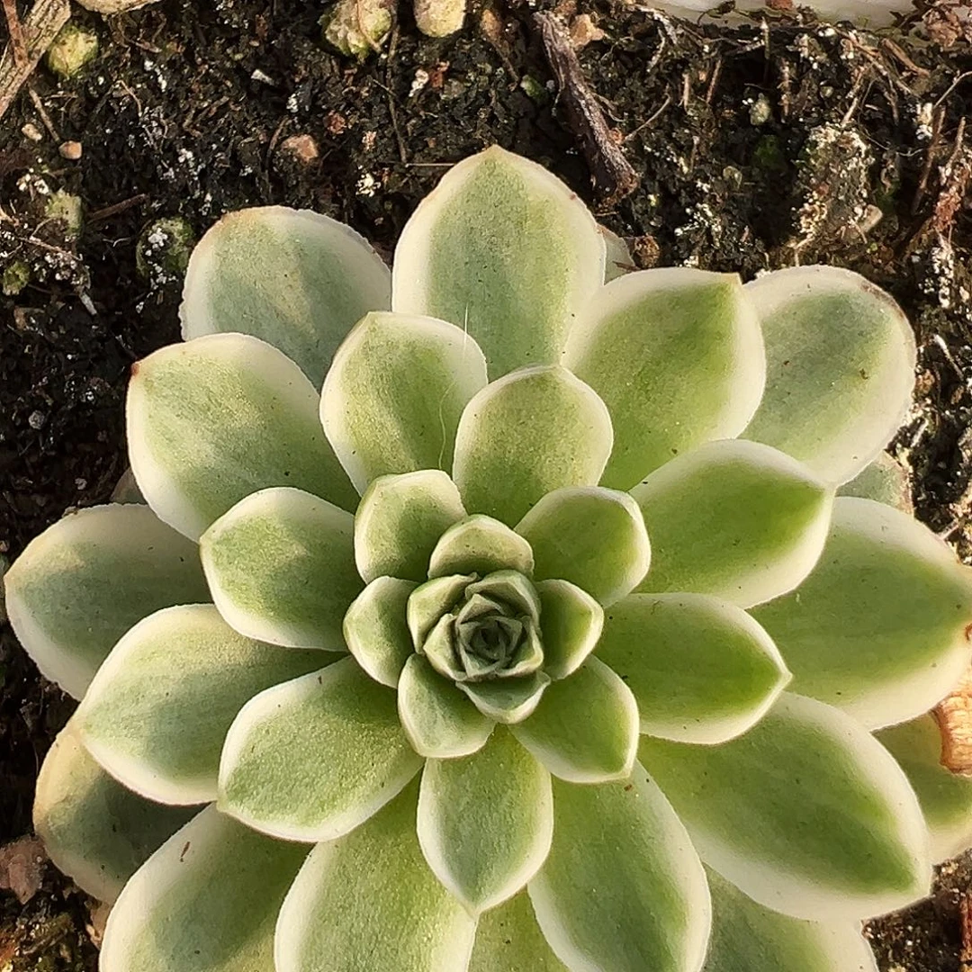 山地玫瑰锦秋夕903号