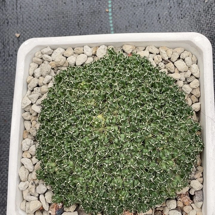 侧芽自根裸根发货