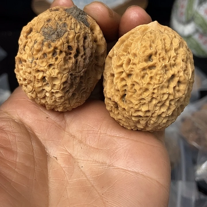 文玩核桃把件云南铁核桃基地88