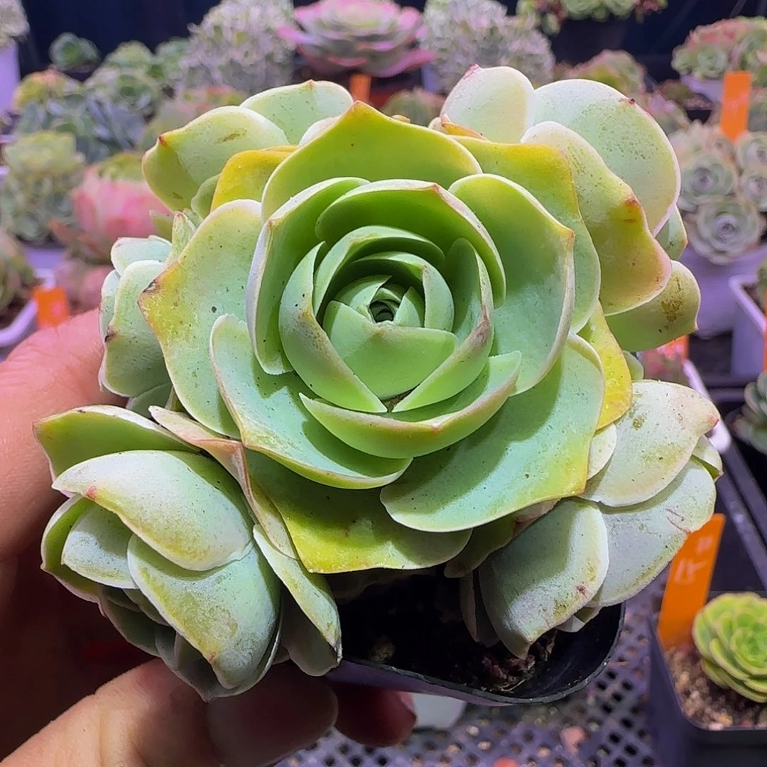 粉底液 满30元非偏远包邮玻璃心慎拍 多肉