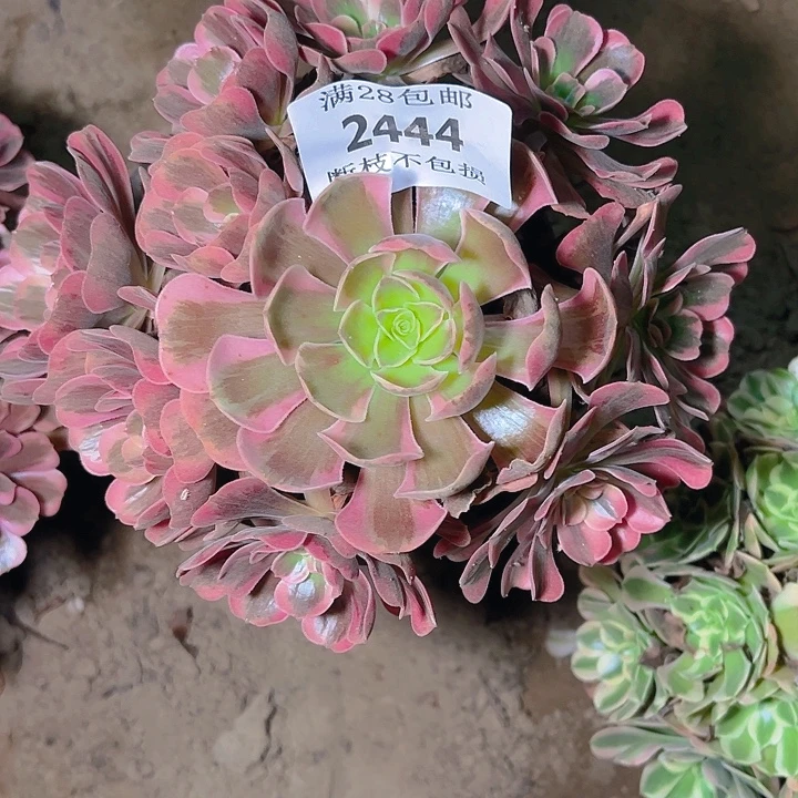 2444爱神多肉植物保护
