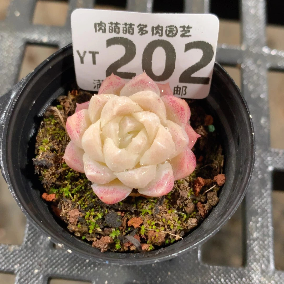 肉萌萌拇指盆精控多肉YT202