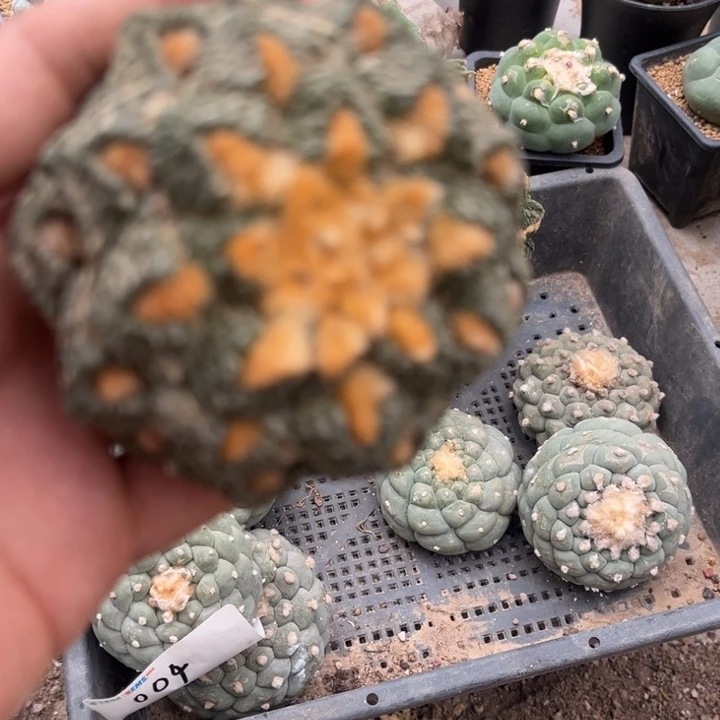 龟甲牡丹三角嫁接