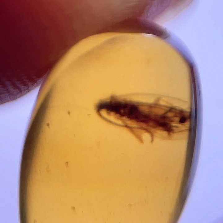 琥珀裸石未镶嵌。。