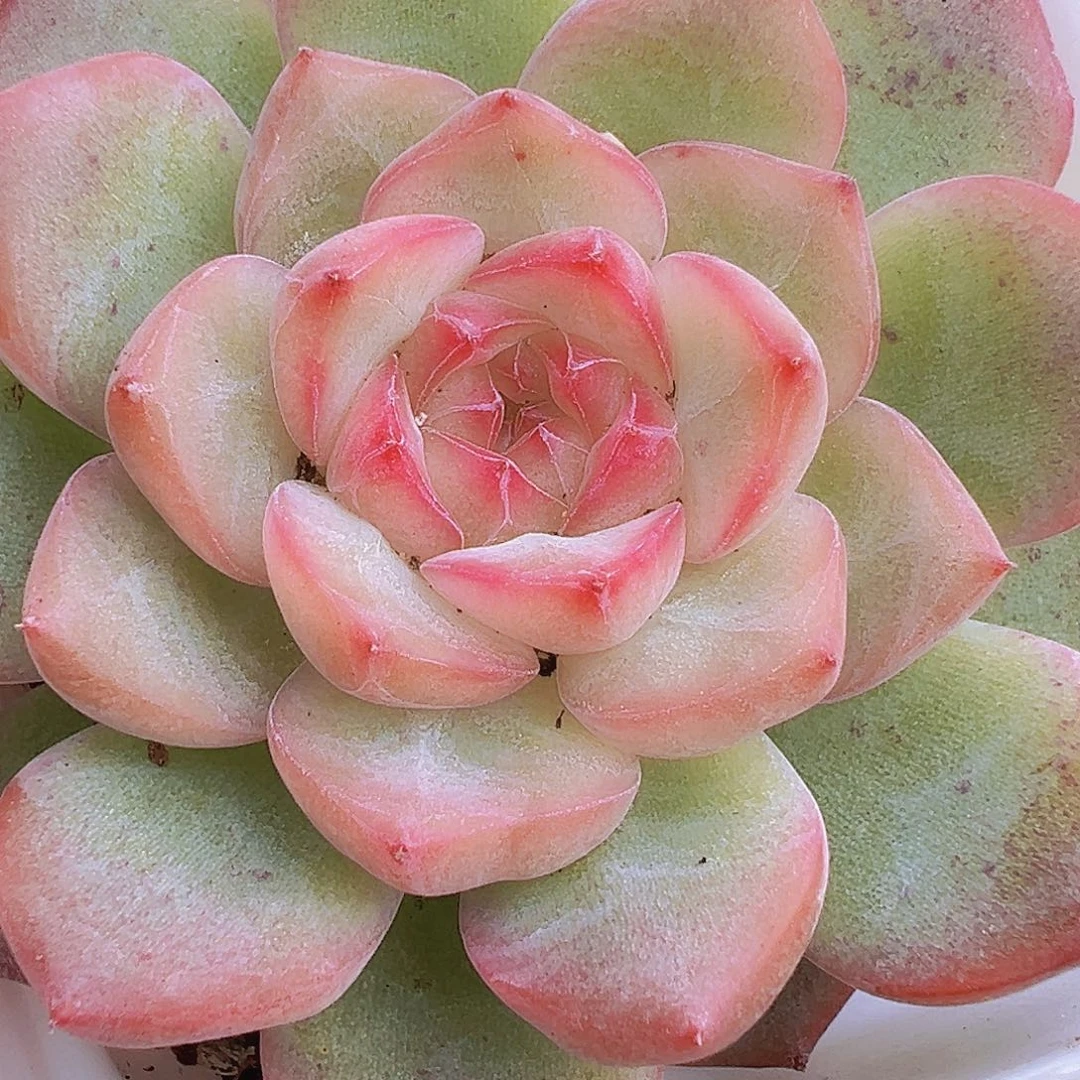 玉笛19包邮多肉植物