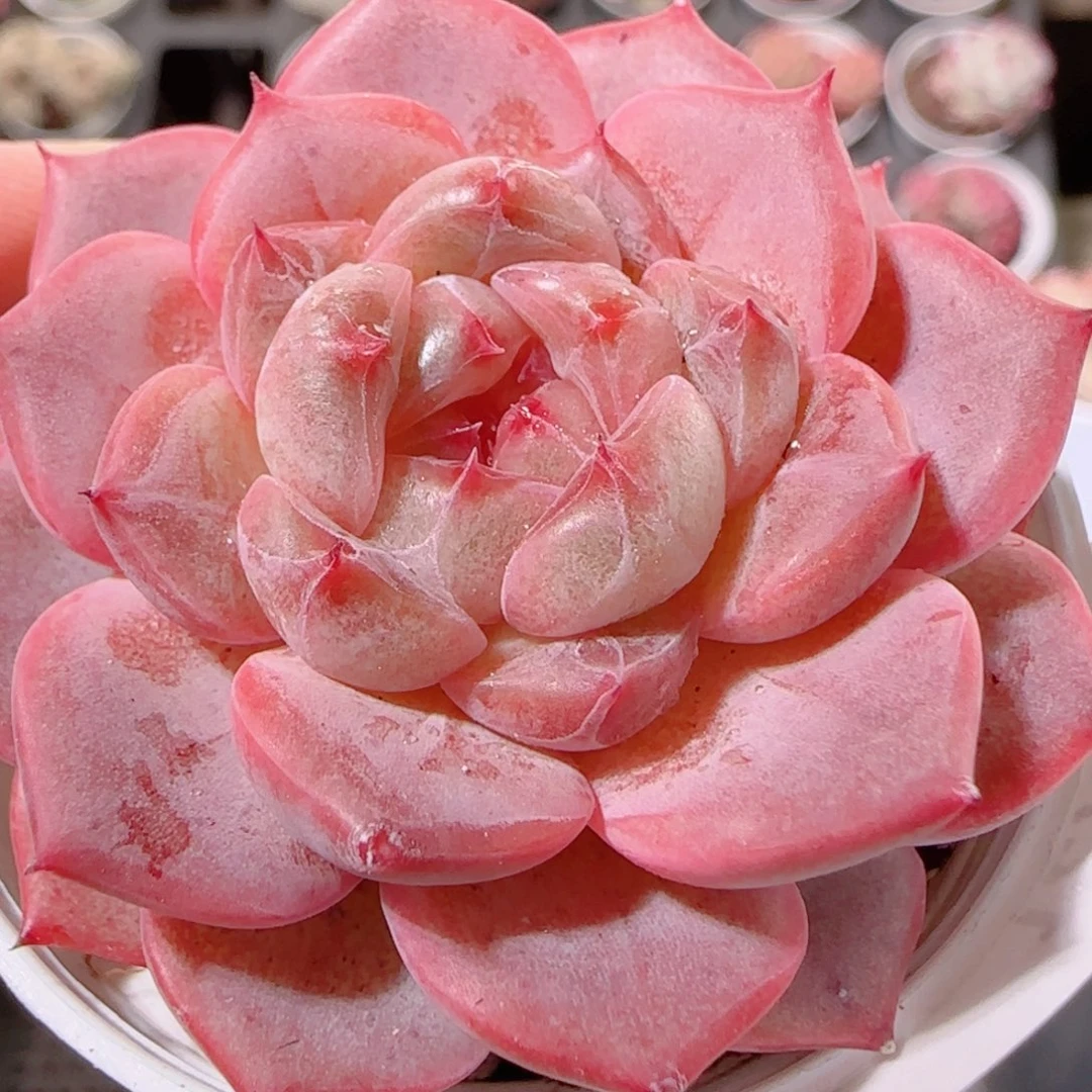 花语多肉1202-74甜心