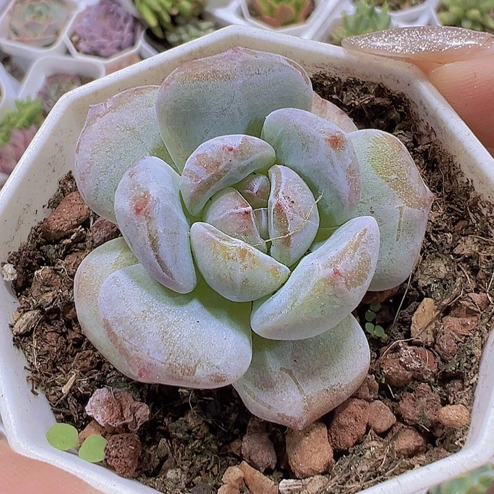 橙子石化19包邮多肉植物