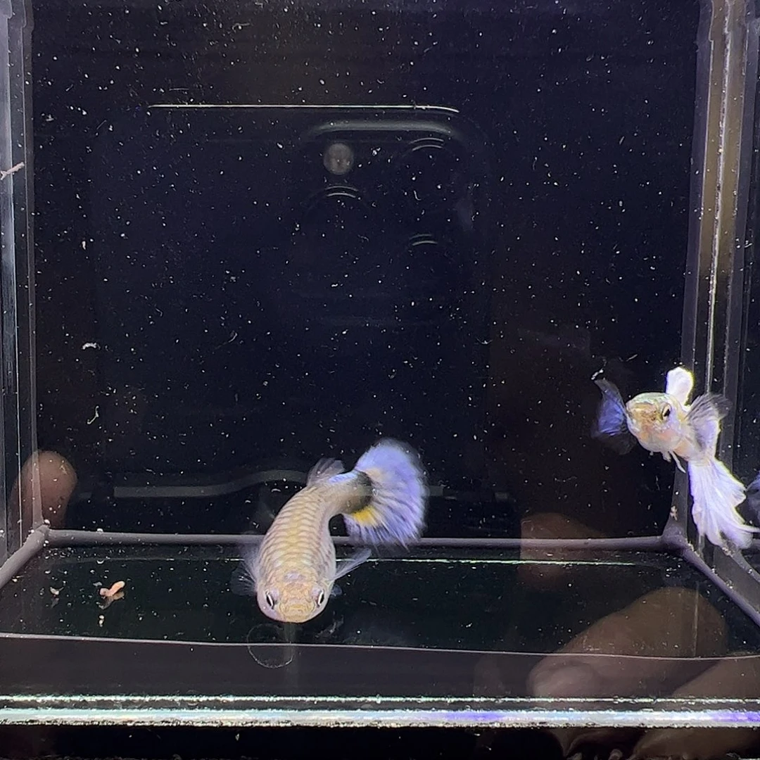 孔雀鱼大耳白尾孔雀鱼