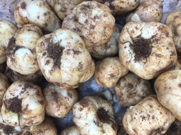 云南高山新鲜百合现挖直发软糯微苦食用农副产品