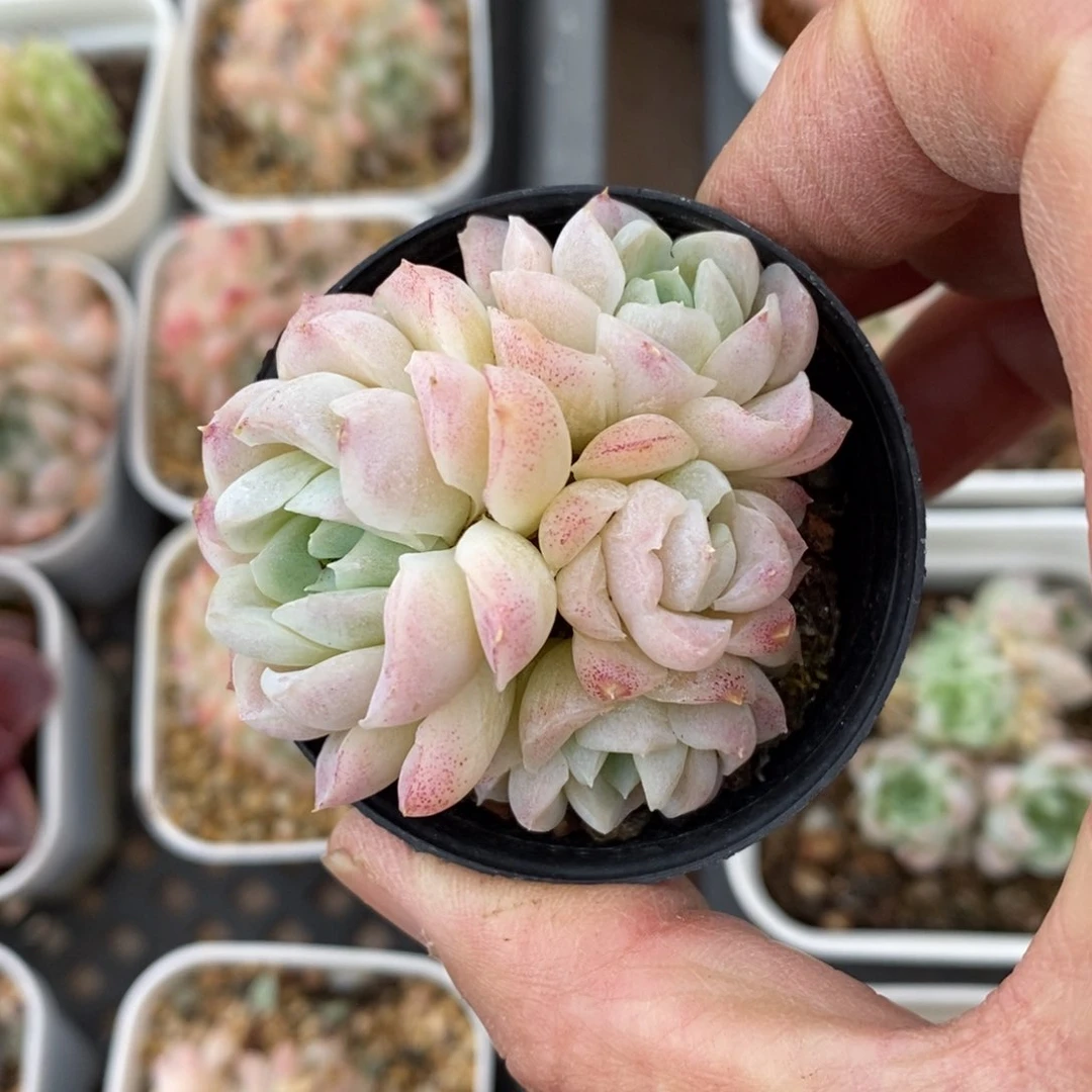 精品多肉一物一拍不包整100