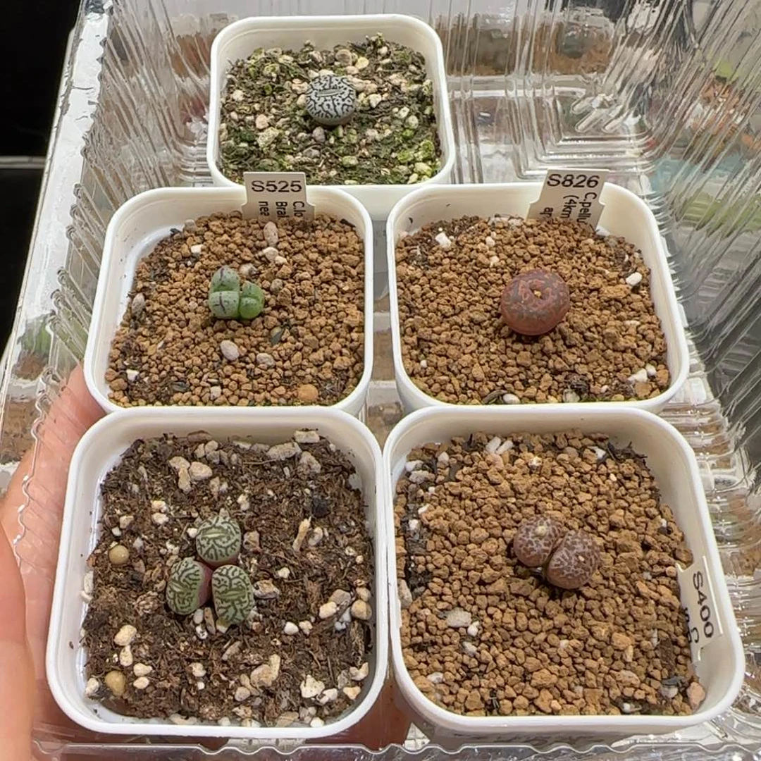 筠***肉锥多肉植物组合-1159有疤