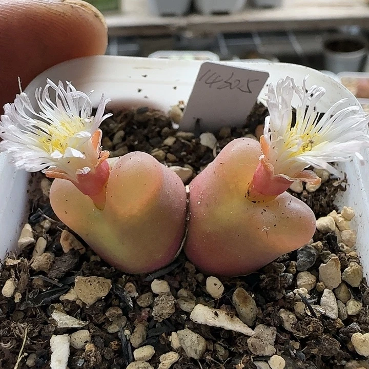 06双头水蜜桃带盆土