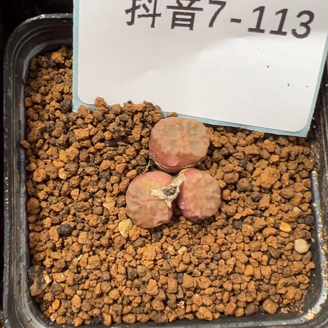 7-113烧麦多肉植物