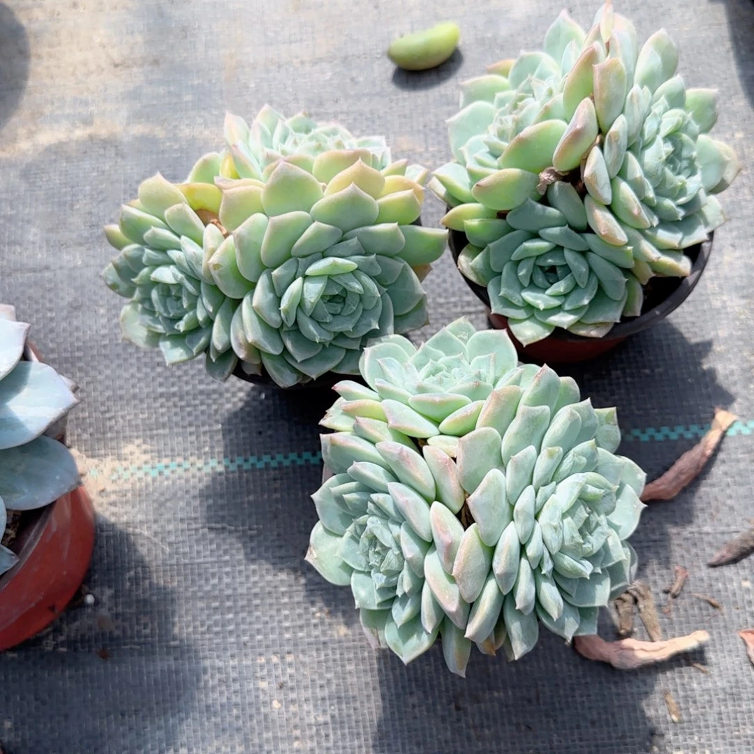 无花朵恩宠群生90特价多肉