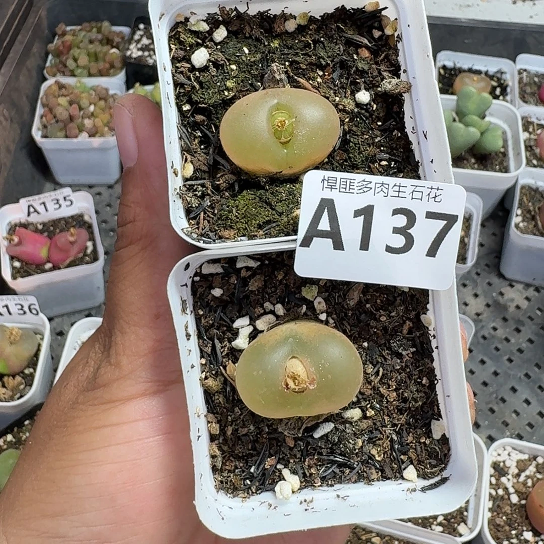 137多肉植物多肉植物