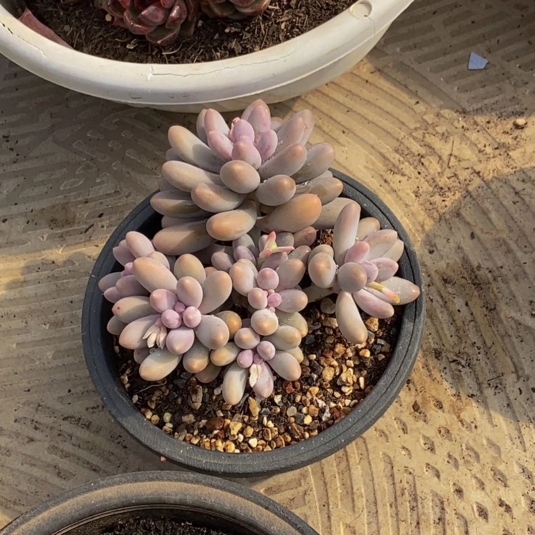 ～***～48包邮一物一拍多肉植物