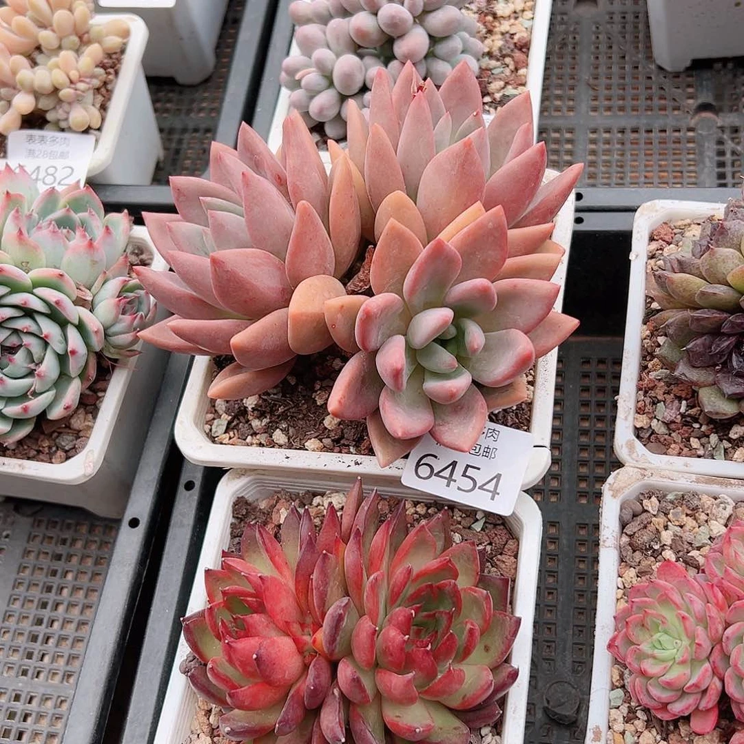 无花朵半*多肉一物一拍6454