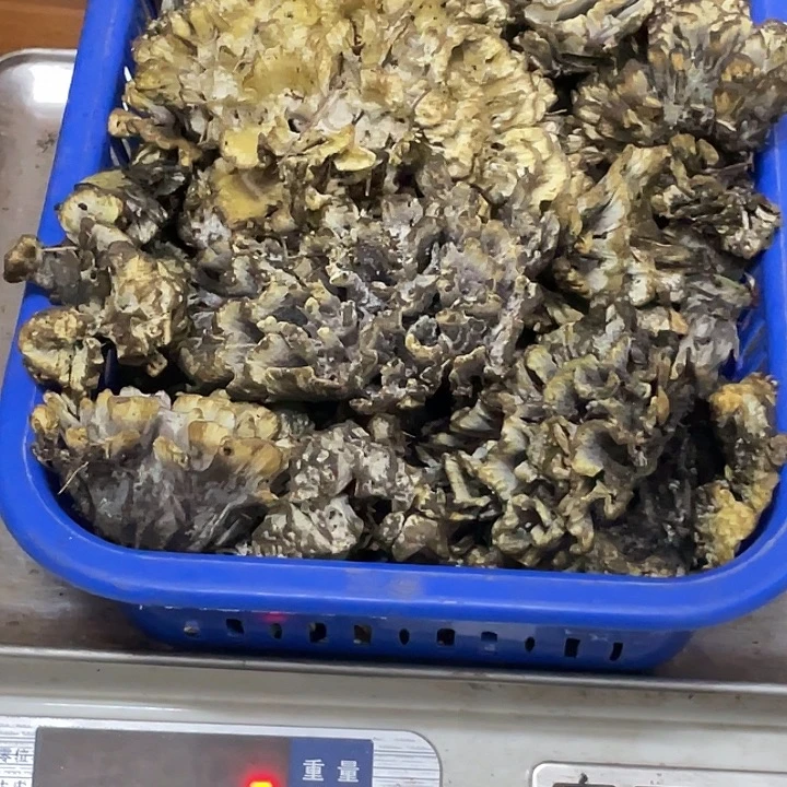 干巴菌超好吃中国大陆