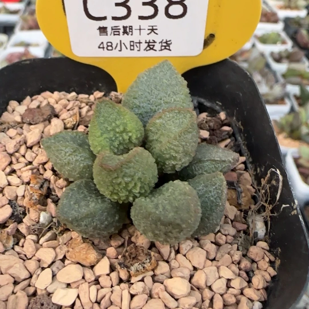 福利。  338。
