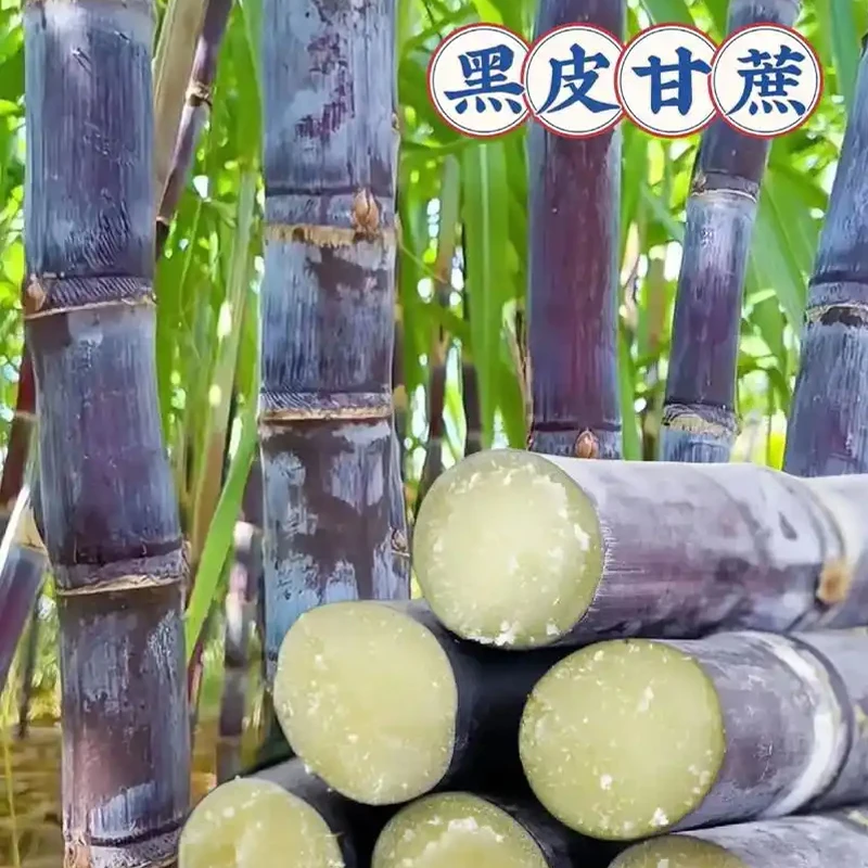 广西水果黑皮甘蔗新鲜多汁脆甜