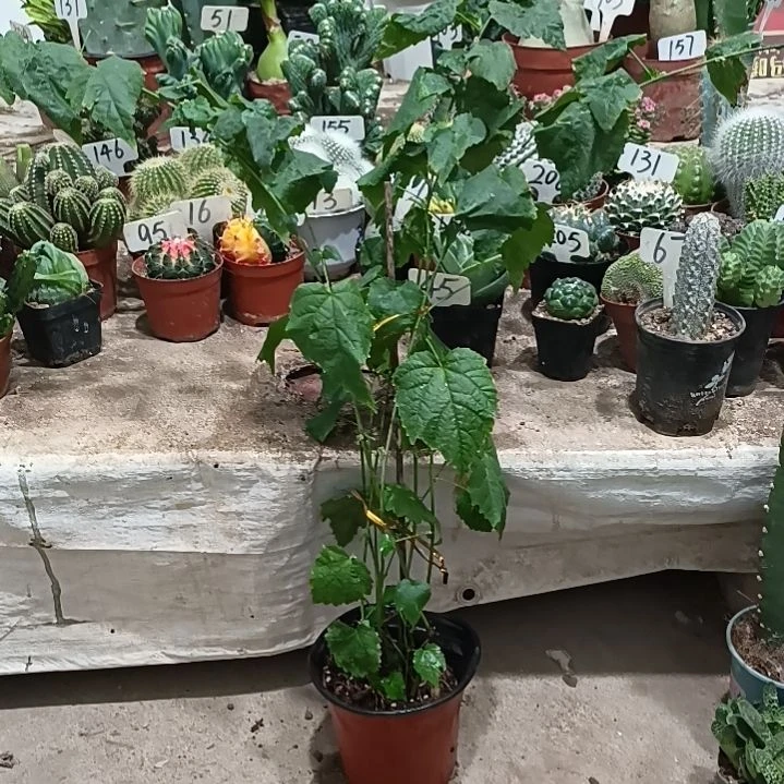 女***花当前无花朵，栽培后可花朵灯笼花，，，，，，