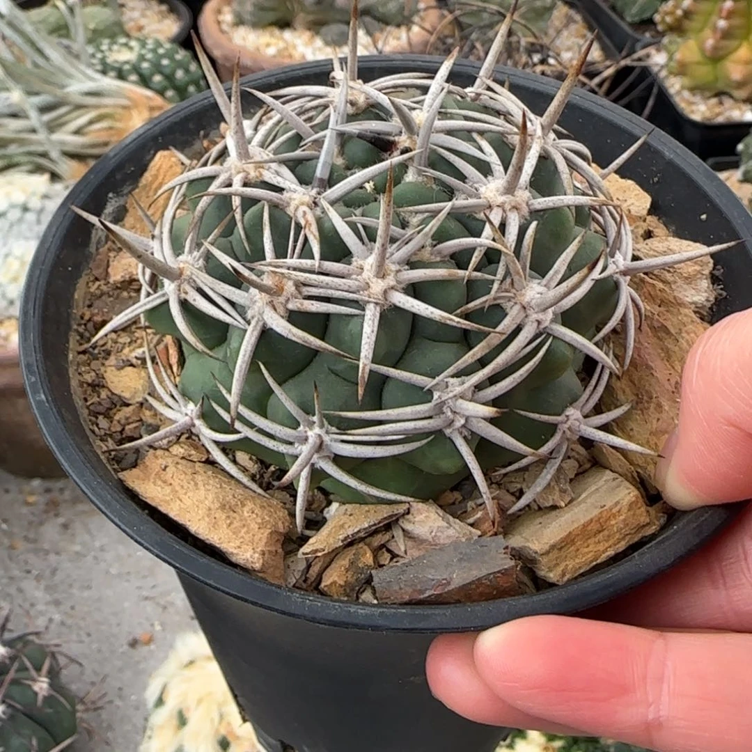 碧岩玉特价一颗40