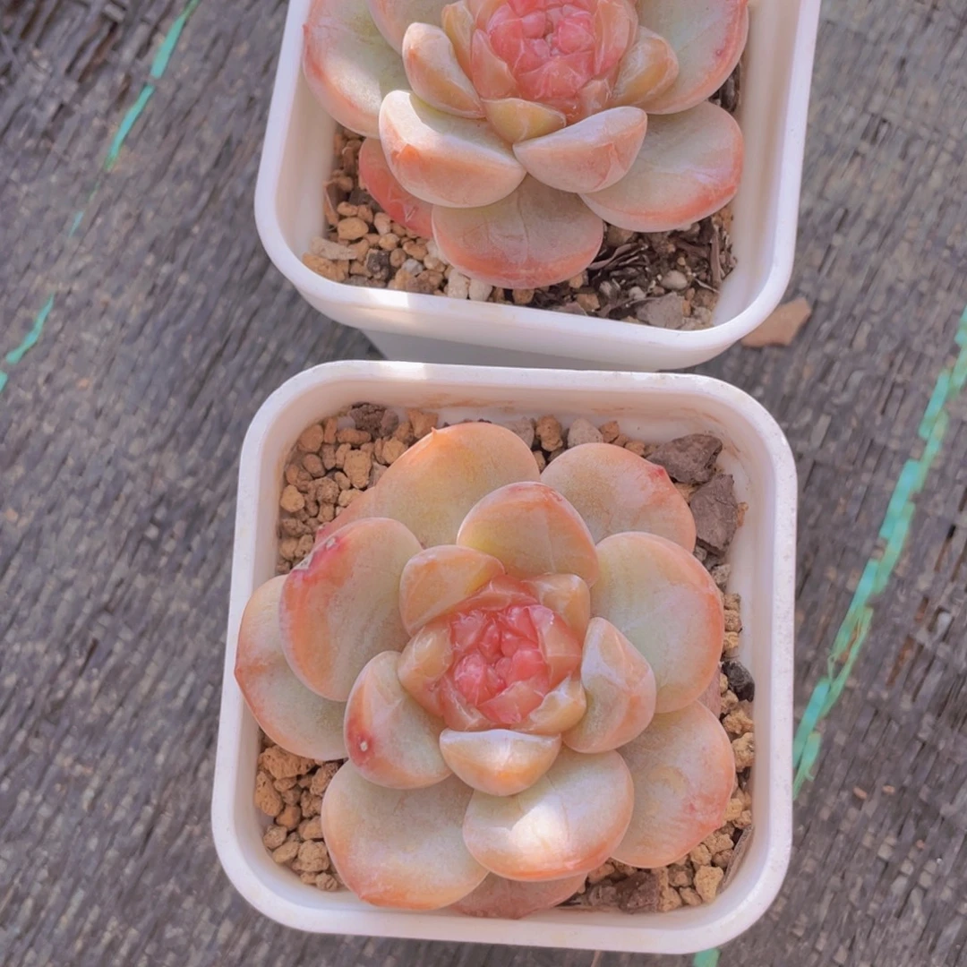 294号 厚叶糖心精品一个带盆