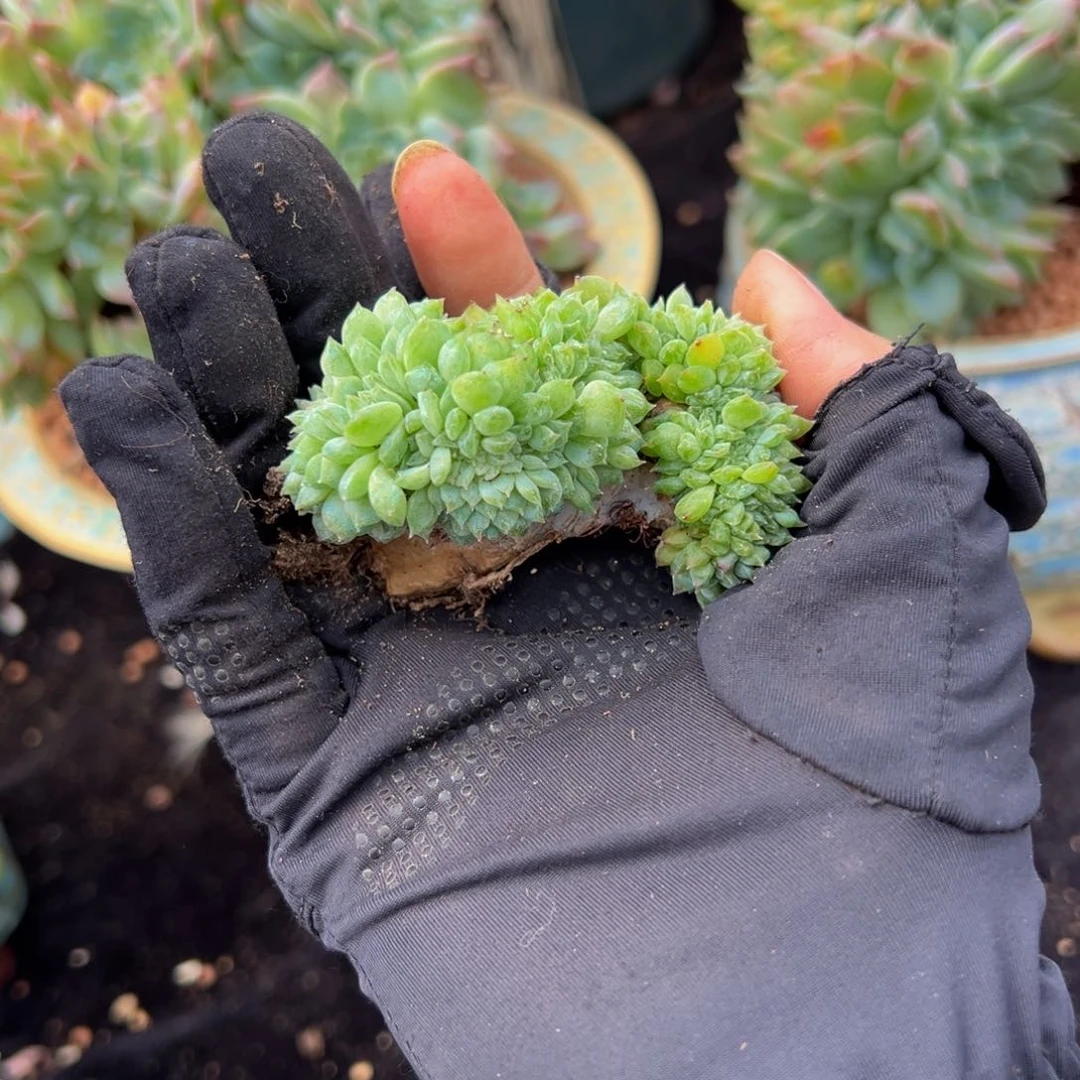 B*e天天开心 绿体冰魄缀瑕