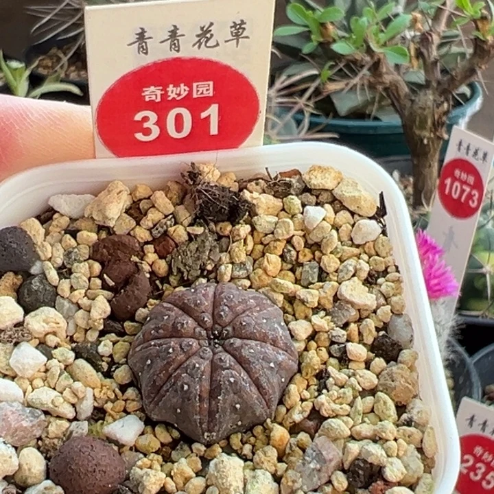 实生海星布纹球1.9cm