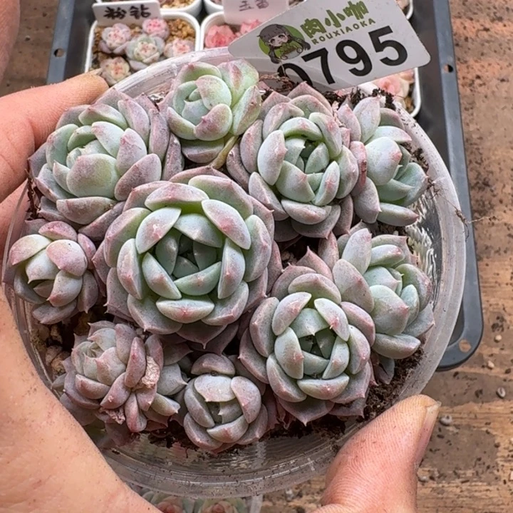 多肉植物多肉植物