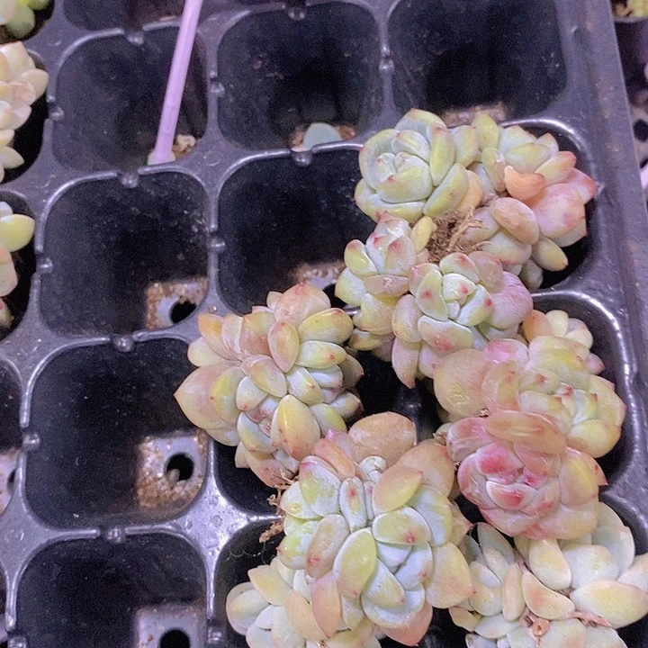 正版石榴星影5颗包邮