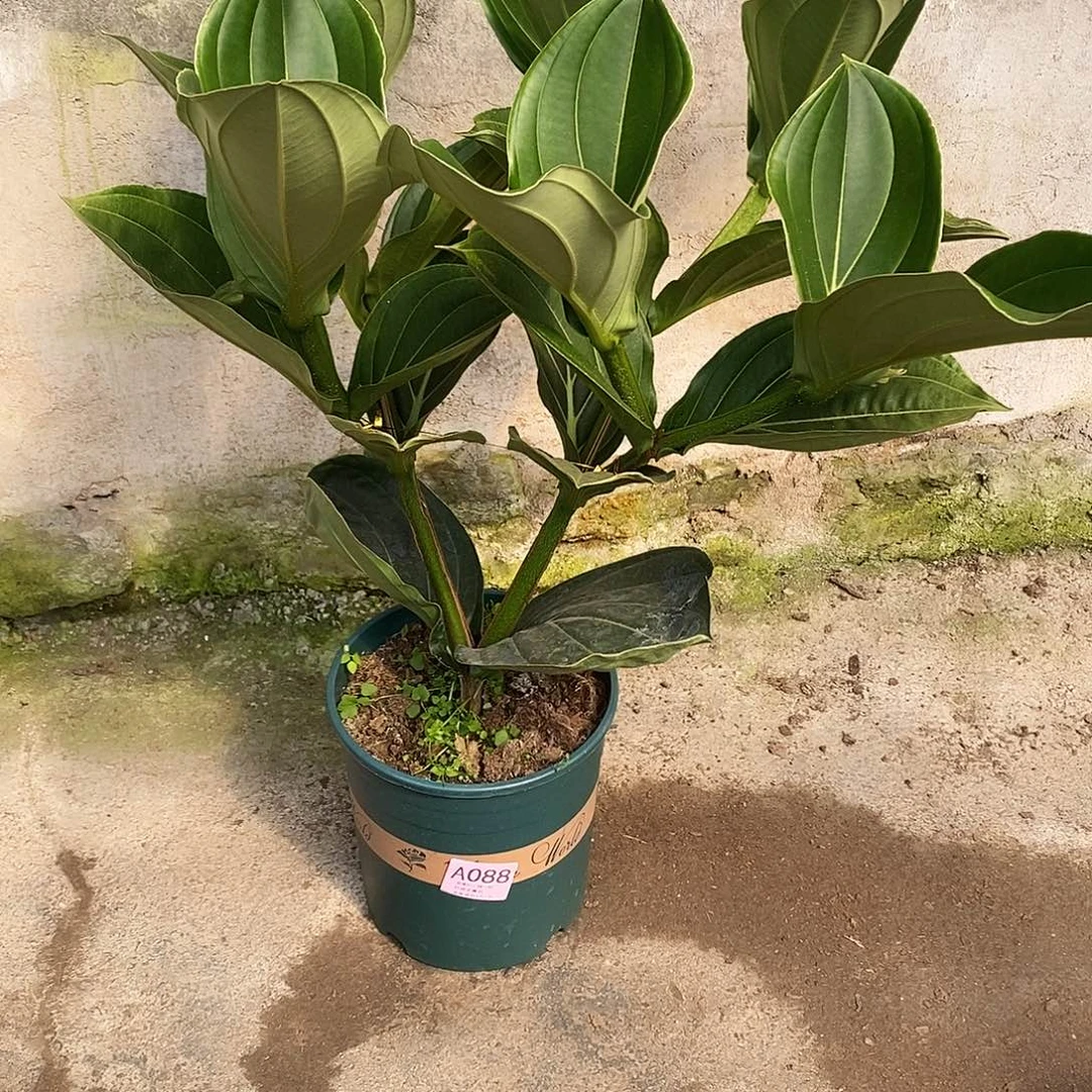 木本植物德*人木本花卉088