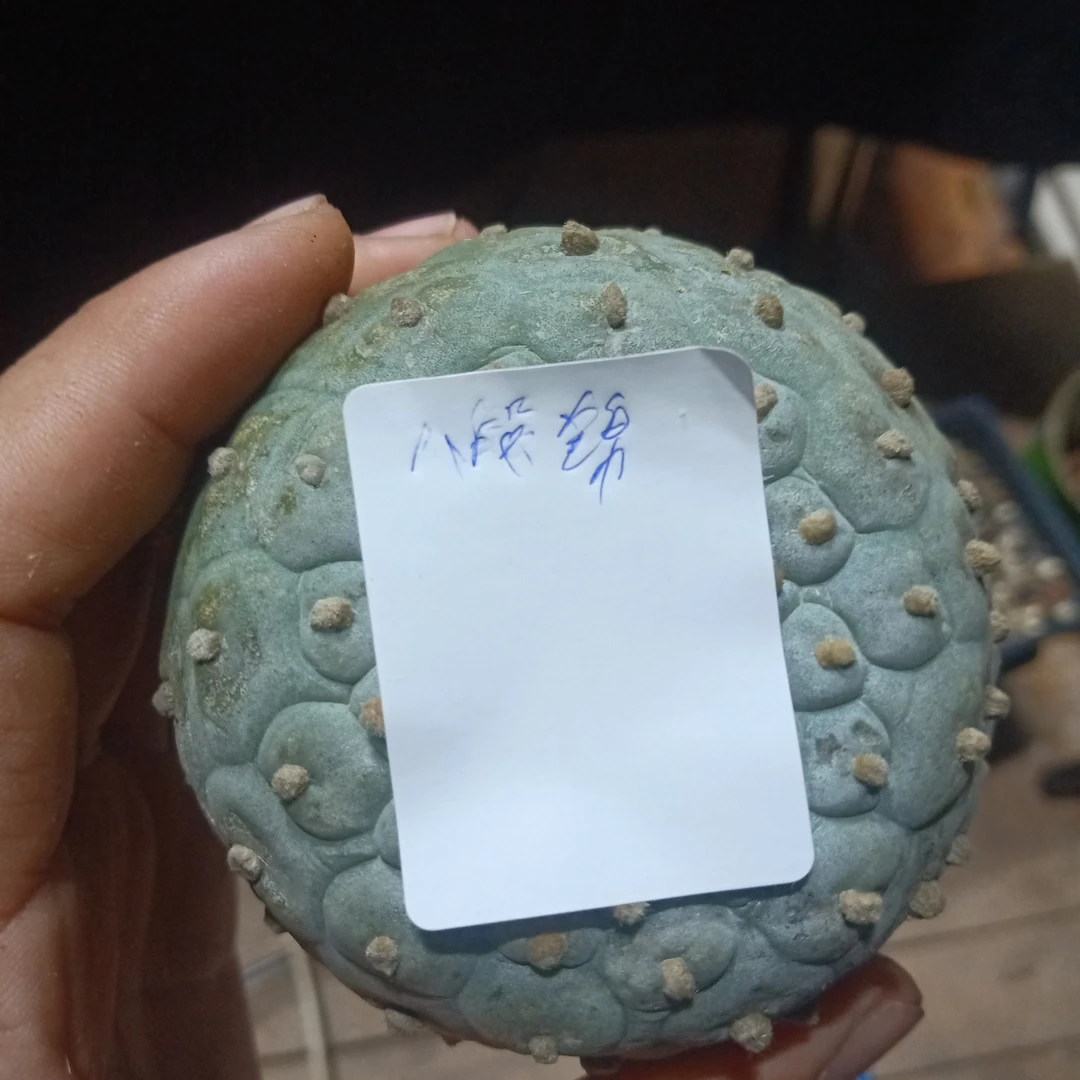 草球嫁接仙人球苗