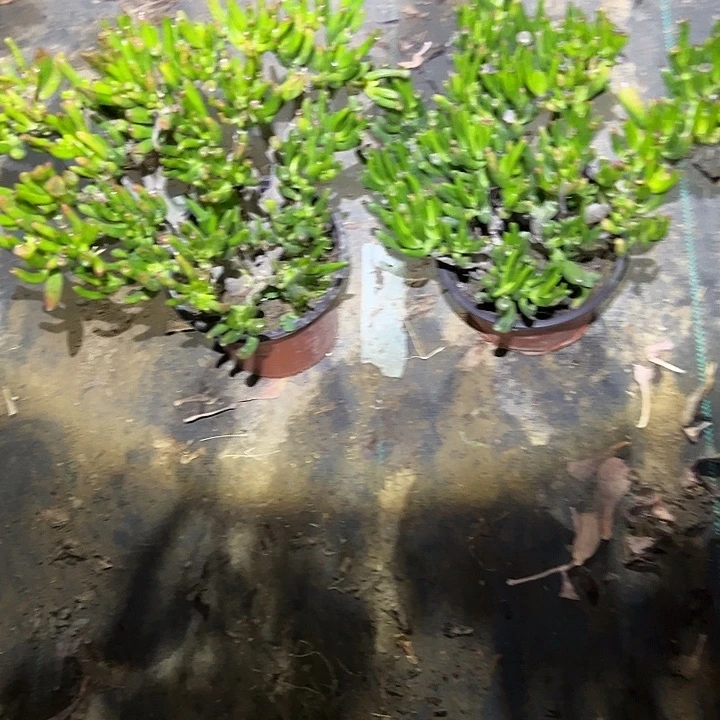 法师链接一物一拍43