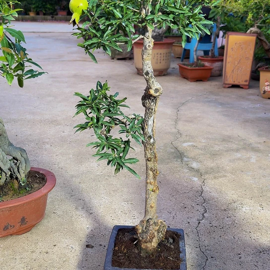 完全开放石榴盆景造型盆栽花卉
