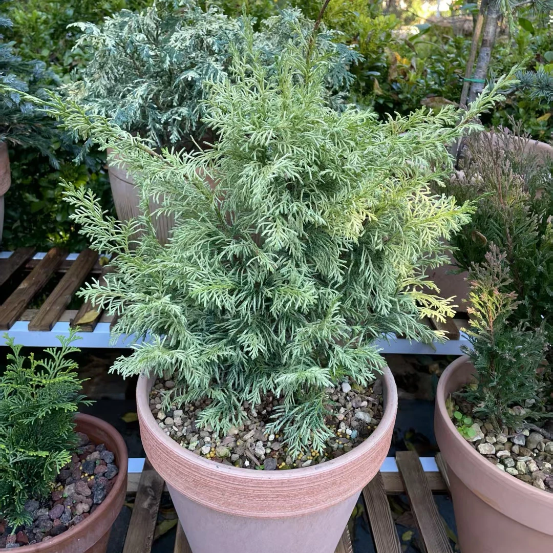 美国扁柏露娜～松柏白月光耐热耐寒四季常绿造景盆栽