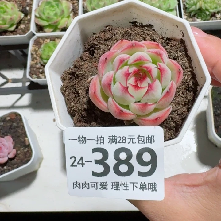 勾魂仙子无盆土发货无盆土