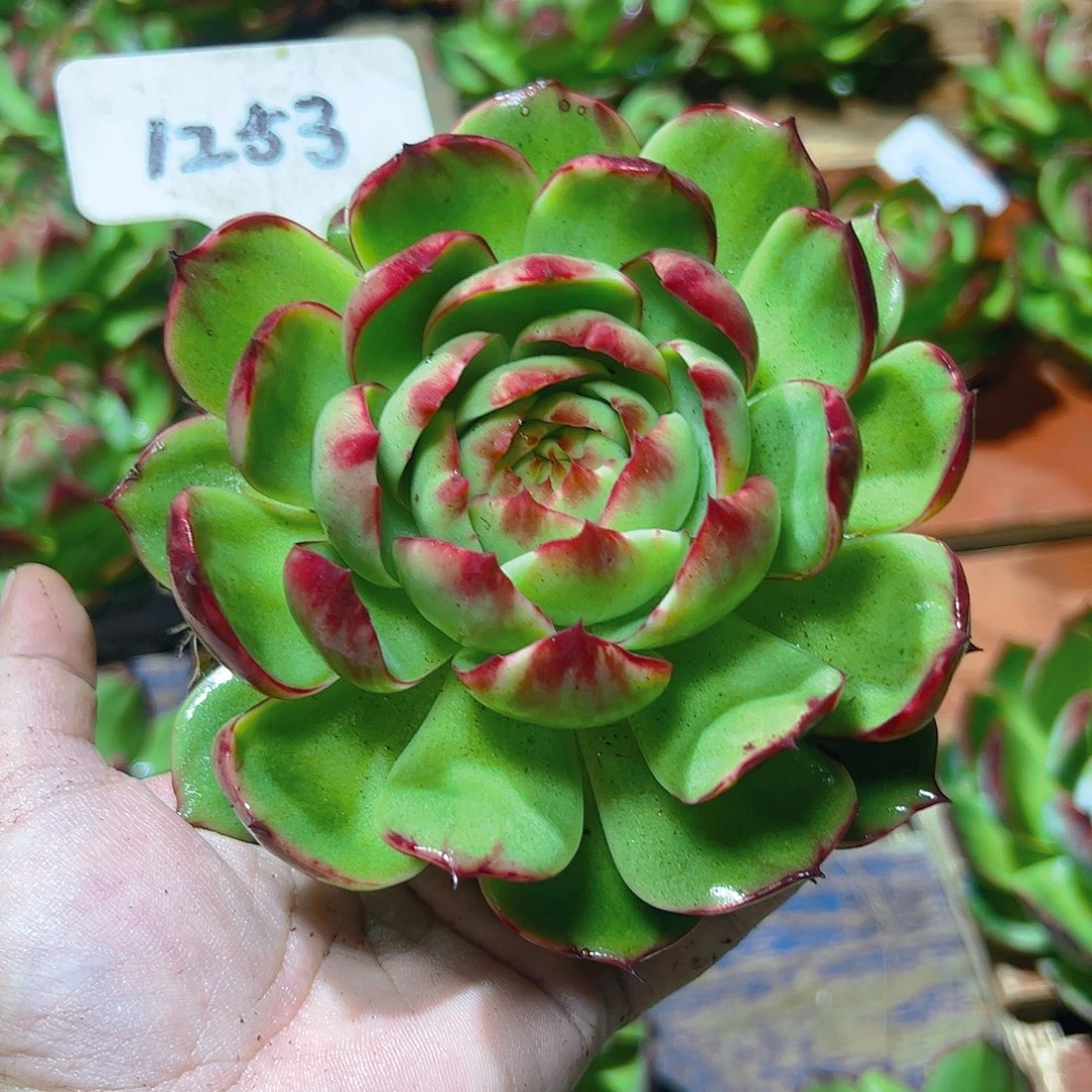 惊鸿仙子1253号一物一拍