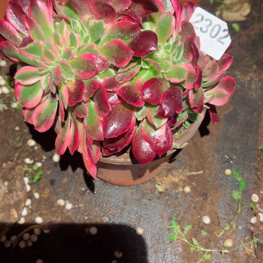 2302 号多肉植物法师新年福利