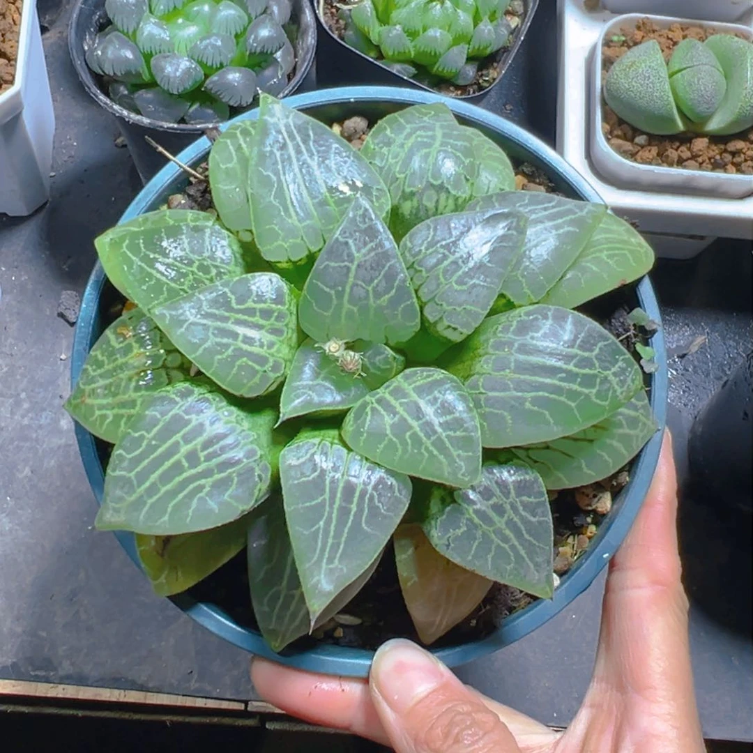 加仑盆康平玉露多肉1