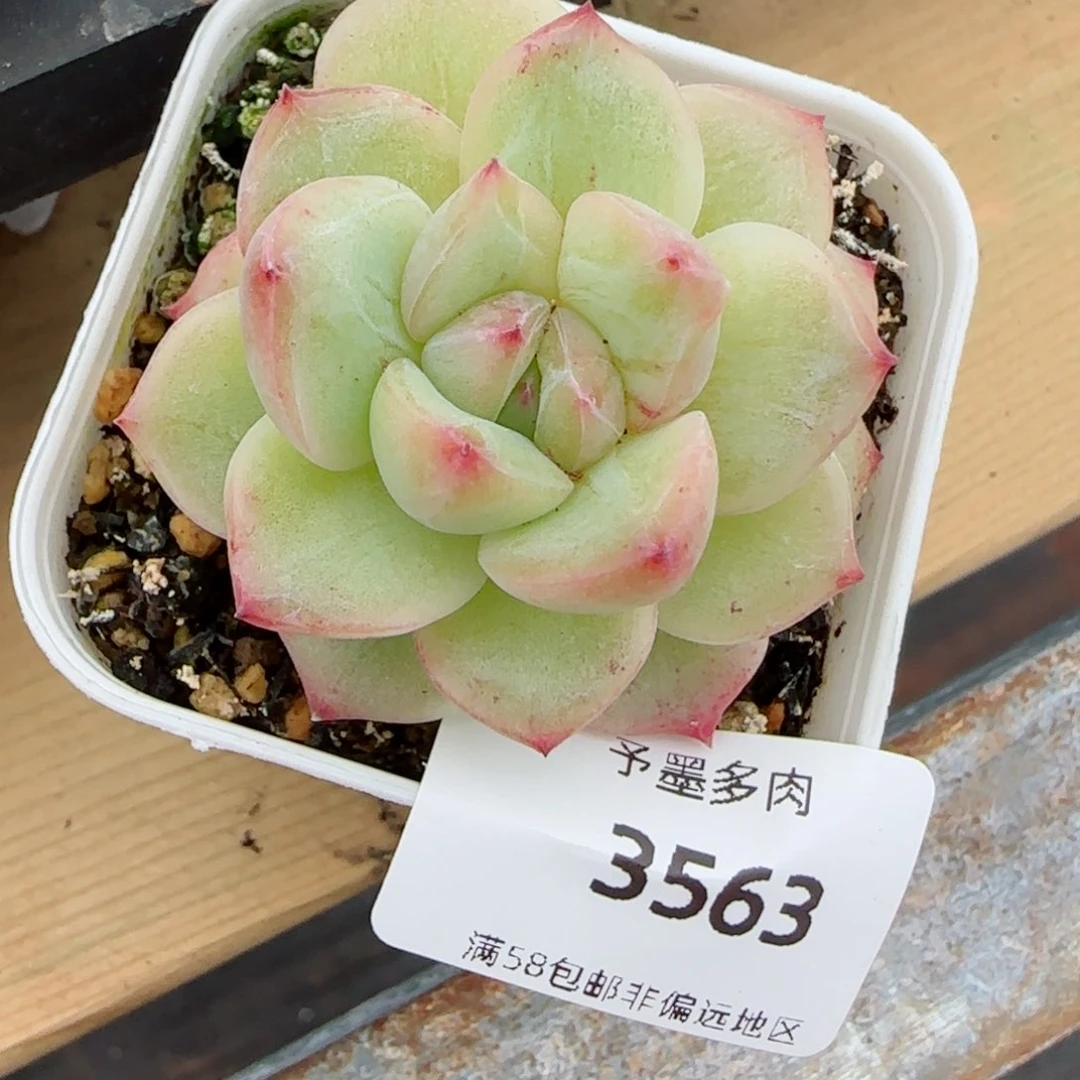 钻石珍妮石化，3563多肉植物