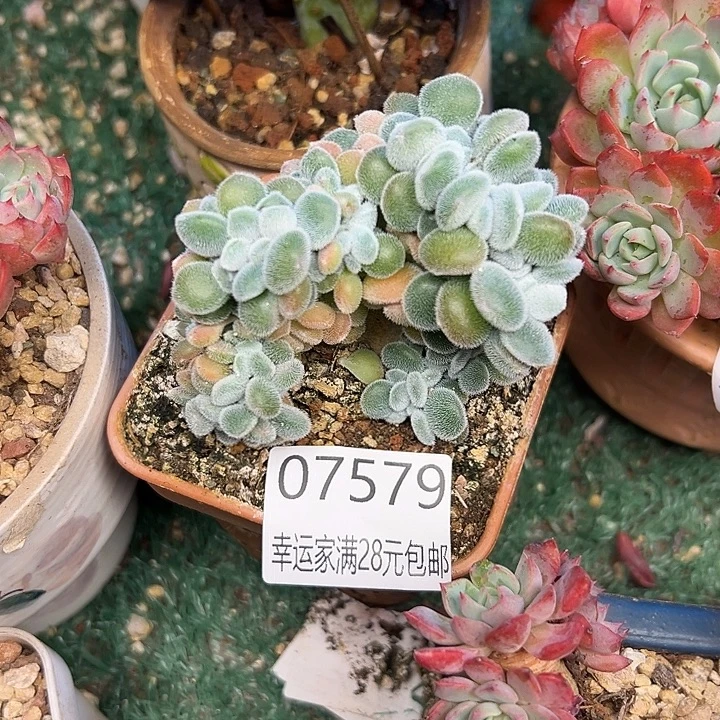 幸运的是我还没遇到过这么